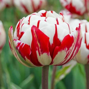 Лале най-нестандартно кичесто и ароматно с 12 см цвят - Tulip Carnaval de Nice 5 Лале най-нестандартно кичесто и ароматно с 12 см цвят - Tulip Carnaval de Nice 5