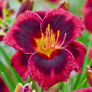 Хемерокалис Компот от сливи цъфти два пъти в сезона - Hemerocallis plum perfect Хемерокалис Компот от сливи цъфти два пъти в сезона - Hemerocallis plum perfect