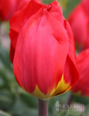 Лале Червен рай в ярко червено - Tulip Red Paradise
