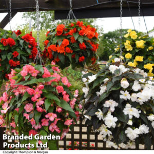 Бегония висяща смес 9-11 см цвят цъфти нон стоп и формира грудка - Begonia yellow joy mix Бегония висяща смес 9-11 см цвят цъфти нон стоп и формира грудка - Begonia yellow joy mix