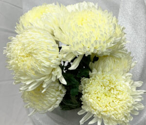 Хризантема кичеста за рязан цвят по избор цвят- Chrysanthemum cut flower