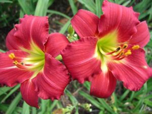 Хемерокалис Звезда в червено цъфти от май до октомври - Hemerocallis stella in red Хемерокалис Звезда в червено цъфти от май до октомври - Hemerocallis stella in red
