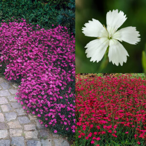 Диантус карамфил смес много ароматен - Dianthus deltoides mix Диантус карамфил смес много ароматен - Dianthus deltoides mix