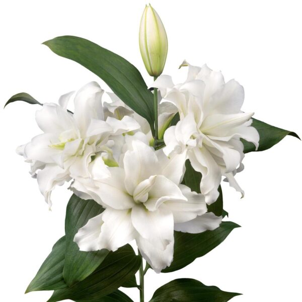Кичест лилиум прекрасният лотос в снежно бяло - Lilium double Lotus beauty