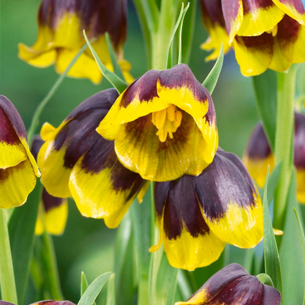 Фритилария най-зимоустойчива многогодишна двуцветна 15 броя - Fritillaria uva vulpis - Image 4