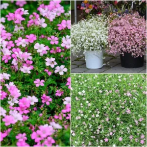 Гипсофила за слънчеви градини смес по цветове - Gypsophila elegans mix Гипсофила за слънчеви градини смес по цветове - Gypsophila elegans mix