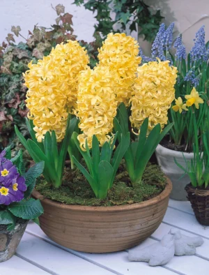 Зюмбюл единственият жълт Харлем сити - Hyacinthus City of Haarlem Зюмбюл единственият жълт Харлем сити - Hyacinthus City of Haarlem