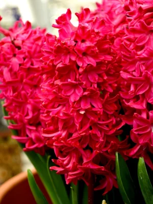 Ароматен зюмбюл интересен цвят червен - Hyacinthus Jan Bos Ароматен зюмбюл интересен цвят червен - Hyacinthus Jan Bos