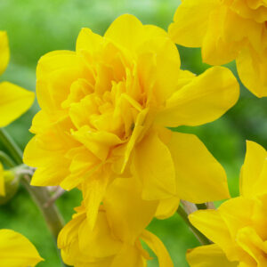 Нарцис ароматен не изчезва с тройни цветове - Narcissus Yellow cheerfulness 3