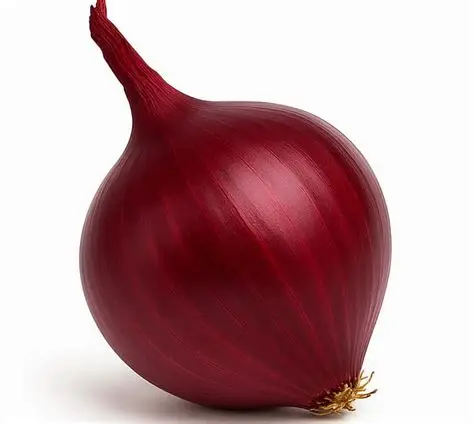 Лук средно ранен устойчив на съхранение 3-4 месеца - Onion Red Globe sel.Padana - Image 4
