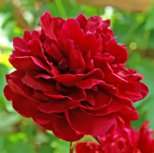 Божур Сара Бернард много ароматен в пурпурно червено - Paeonia Red Sarah Bernhardt Божур Сара Бернард много ароматен в пурпурно червено - Paeonia Red Sarah Bernhardt