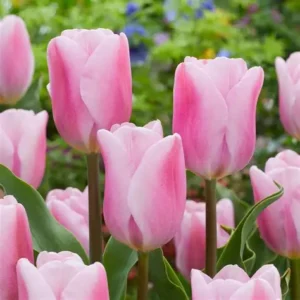 Класическо розово лале много издръжливо на лошо време - Tulip Synaeda amor