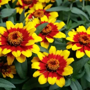 Циния дизайнерска Слънчев блясък с уникална разцветка - Zinnia profusion red & yellow Циния дизайнерска Слънчев блясък с уникална разцветка - Zinnia profusion red & yellow