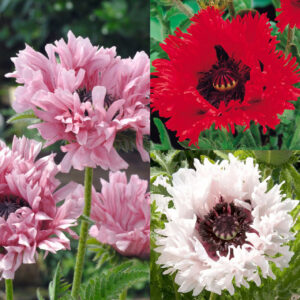 Мак многогодишен ориенталски с много едър 20 см цвят - Papaver orientale deluxe mix Мак многогодишен ориенталски с много едър 20 см цвят - Papaver orientale deluxe mix
