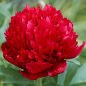 Божур Сара Бернард много ароматен в пурпурно червено - Paeonia Red Sarah Bernhardt Божур Сара Бернард много ароматен в пурпурно червено - Paeonia Red Sarah Bernhardt