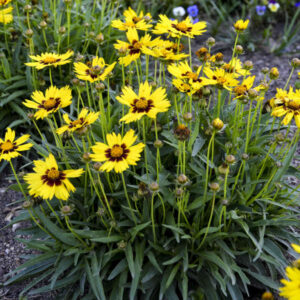 Кореопсис многогодишен слънчева целувка за начинаещи цветари - Coreopsis grandiflora sunkiss Кореопсис многогодишен слънчева целувка за начинаещи цветари - Coreopsis grandiflora sunkiss