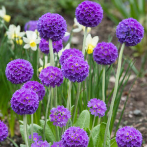 Многогодишна Примула с топчести цветове за сенчести градини - Primula Denticulata mix Многогодишна Примула с топчести цветове за сенчести градини - Primula Denticulata mix