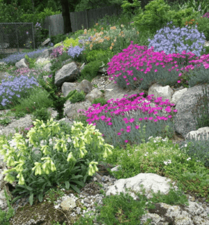 Специална смес от многогодишни цветя за Вашия алпинеум - Rock garden mix Специална смес от многогодишни цветя за Вашия алпинеум - Rock garden mix