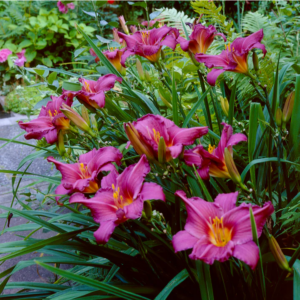 Хемерокалис Компот от сливи цъфти два пъти в сезона - Hemerocallis plum perfect Хемерокалис Компот от сливи цъфти два пъти в сезона - Hemerocallis plum perfect