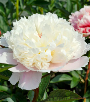 Божур Мадам кичест ароматен бял с жълто в гърлото и розово покрая - Paeonia Mme Calot Божур Мадам кичест ароматен бял с жълто в гърлото и розово покрая - Paeonia Mme Calot