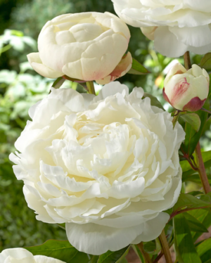 Божур Елза с изцяло кичести бели цветове - Paeonia Elsa Sass Божур Елза с изцяло кичести бели цветове - Paeonia Elsa Sass