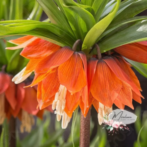 Фритилария против къртици оранжева на леки ивици - Fritillaria imperialis Garland star Фритилария против къртици оранжева на леки ивици - Fritillaria imperialis Garland star