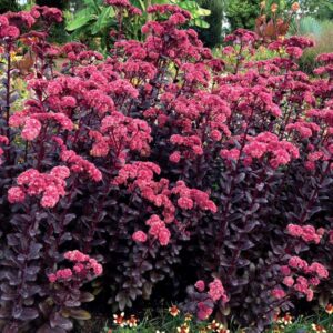 Седум Тъчдаун с червено лилаво кафяви листа и розов цвят - Sedum Touchdown Teak