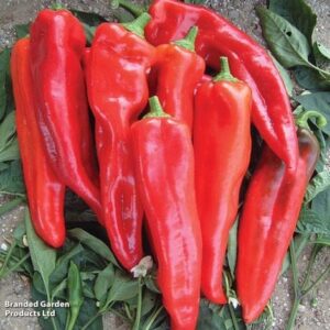 Пипер сладък червен SAT - Paprika Sat 18045 Пипер сладък червен SAT - Paprika Sat 18045