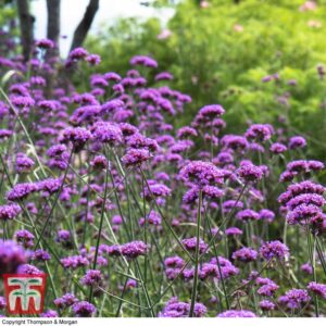 Вербена многогодишна и много красива за градини лилава импресия - verbena bonariensis Finess Вербена многогодишна и много красива за градини лилава импресия - verbena bonariensis Finess