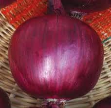 Семена за червен воден лук с превъзходен вкус сорт Граната - Onion Granata