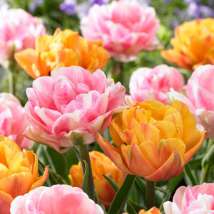 Лалета Фокстрот в цвят мармалад и бебешко розово - Tulip Foxtrot mix 3