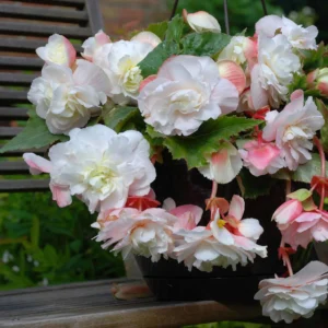 Ароматна каскадна бегония нежна руменина - Begonia odorosa white blush