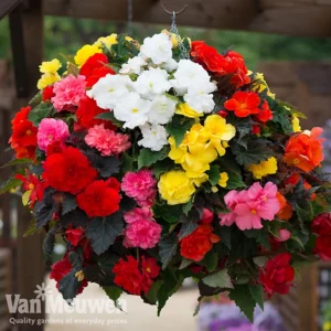 Бегония висяща смес 9-11 см цвят цъфти нон стоп и формира грудка - Begonia yellow joy mix Бегония висяща смес 9-11 см цвят цъфти нон стоп и формира грудка - Begonia yellow joy mix