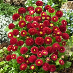 Белис многогодишен красивата Дейзи 50 броя семена - Bellis perennis Bella Daisy mix Белис многогодишен красивата Дейзи 50 броя семена - Bellis perennis Bella Daisy mix