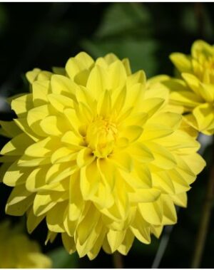 Далия Слава на Хемщтед с цвят на жълта водна лилия - Dahlia glory of Heemstede Далия Слава на Хемщтед с цвят на жълта водна лилия - Dahlia glory of Heemstede