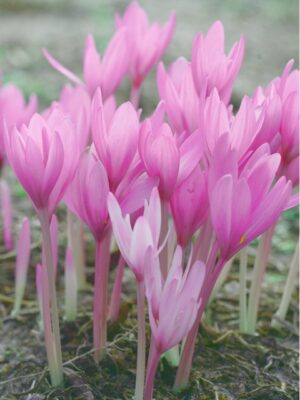 Най-едроцветният есенен минзухар Лилав гигант - Colchicum giant Най-едроцветният есенен минзухар Лилав гигант - Colchicum giant