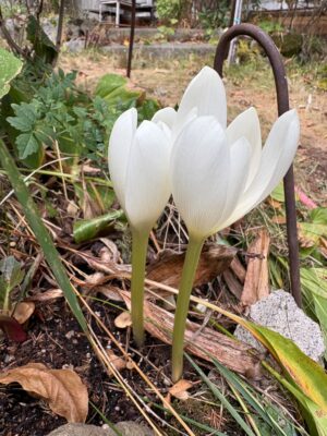 Многогодишен едроцветен бял минзухар не изчезва от градината - Colchicum white Многогодишен едроцветен бял минзухар не изчезва от градината - Colchicum white