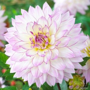 Супер елегантна далия Луда любов - Dahlia Crazy love Супер елегантна далия Луда любов - Dahlia Crazy love