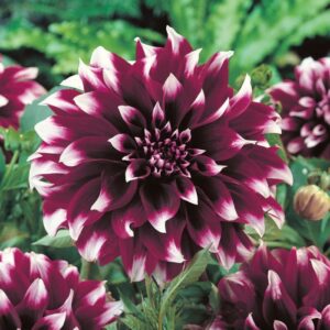 Далия XXL многогодишна с 25 см цвят на хризантема Ванкувър - Dahlia Vancouver XL Далия XXL многогодишна с 25 см цвят на хризантема Ванкувър - Dahlia Vancouver XL