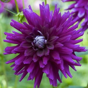 Далия градинска многогодишна Лилавото бижу - Dahlia Purple gem Далия градинска многогодишна Лилавото бижу - Dahlia Purple gem