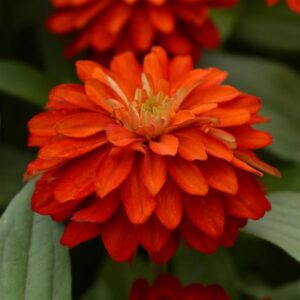 Циния кичеста огнено червена височина 35-40 см с 8 см цвят - Zinnia Zahara fire