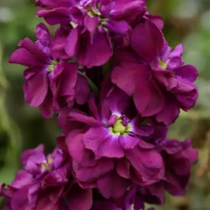 Матиола ароматна лилав шибой цъфти цяло лято - Matthiola dwarf hot cakes