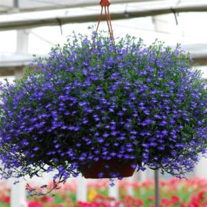 Лобелия висяща и аристократична ИДЕАЛНА за висящи сандъчета - Lobelia Regatta mix