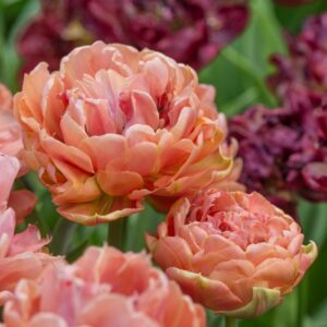 Кичесто ароматно лале с преливащи се медени цветове - Tulip Copper image 3 Кичесто ароматно лале с преливащи се медени цветове - Tulip Copper image 3
