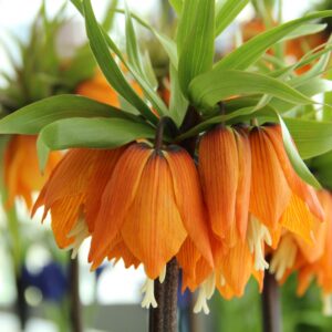 Фритилария против къртици оранжева на леки ивици - Fritillaria imperialis Garland star Фритилария против къртици оранжева на леки ивици - Fritillaria imperialis Garland star
