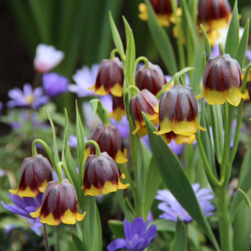 Фритилария най-зимоустойчива многогодишна двуцветна 15 броя - Fritillaria uva vulpis - Image 5