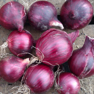 Семена за червен воден лук с превъзходен вкус сорт Граната - Onion Granata