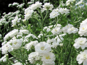 Гипсофила многогодишна кичеста бяла снежинка 50 броя семена - Gypsophila paniculata Snowflake Гипсофила многогодишна кичеста бяла снежинка 50 броя семена - Gypsophila paniculata Snowflake