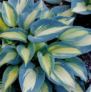 Хоста Вълшебен остров не се напада от голи охлюви - Hosta Magic island Хоста Вълшебен остров не се напада от голи охлюви - Hosta Magic island
