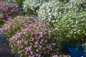 Гипсофила за слънчеви градини смес по цветове - Gypsophila elegans mix Гипсофила за слънчеви градини смес по цветове - Gypsophila elegans mix